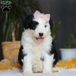 Jellybean, Mini Sheepadoodle Puppy